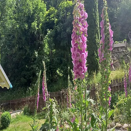 Forsthauswohnung Im Schwarzwald *